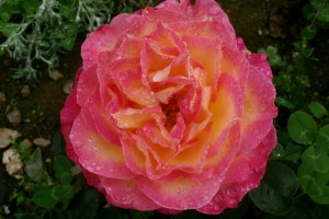 GORGEOUS (hybrid tea)